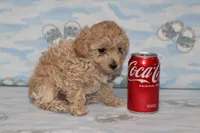 E-2, a male Poodle - Toy  for sale in Sabillasville, MD – Photo 1 of 5