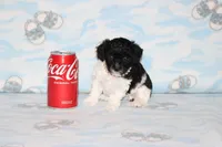 Dottie, a female Poodle - Toy  for sale in Sabillasville, MD – 2 of 4