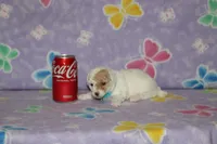 Apricot Blossom, a female Poodle - Toy  for sale in Sabillasville, MD – 5 of 9