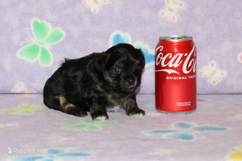 Teddy Bear – Chipoo puppy for sale in Sabillasville, MD