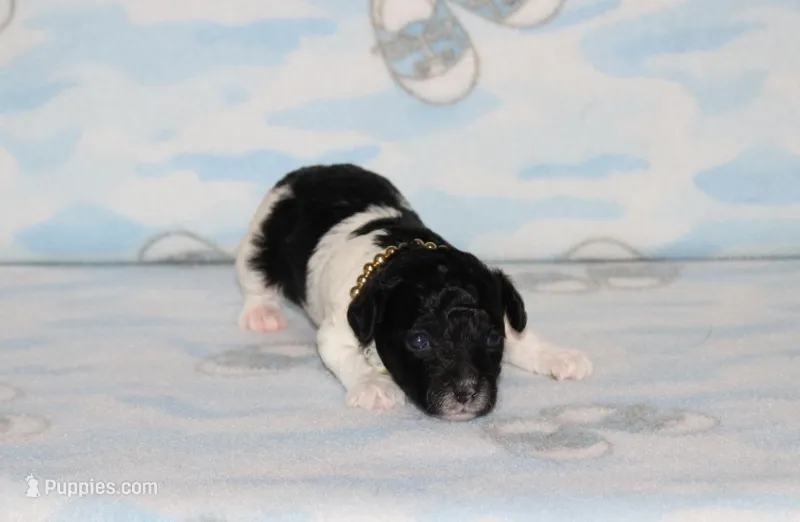 E-3 – Poodle - Toy  puppy for sale in Sabillasville, MD
