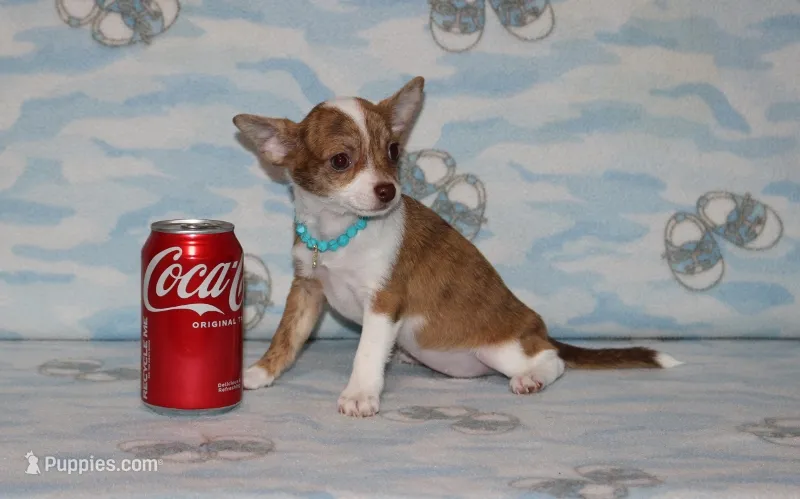 S-4 – Chipoo puppy for sale in Sabillasville, MD