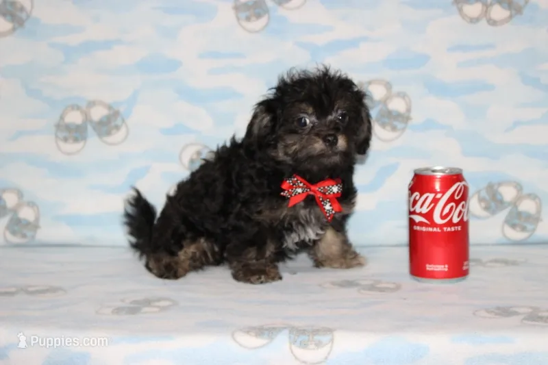 Teddy Bear – Chipoo puppy for sale in Sabillasville, MD