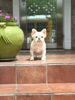 Pope, a male French Bulldog for sale in Bronx, NY – 2 of 8