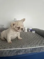Pope, a male French Bulldog for sale in Bronx, NY – 5 of 8