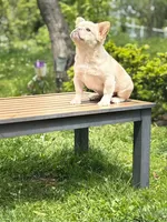 Pope, a male French Bulldog for sale in Bronx, NY – 3 of 8