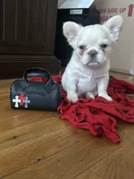 Pope, a male French Bulldog for sale in Bronx, NY – 8 of 8