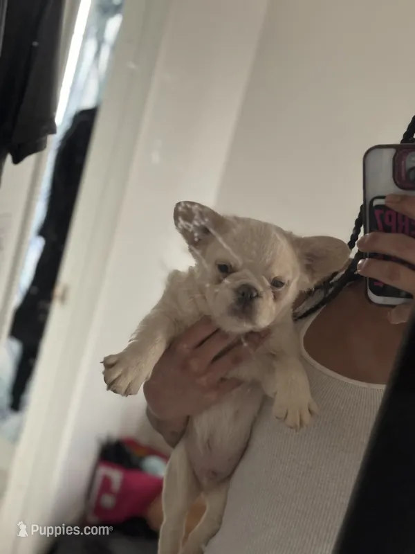 Pope – French Bulldog puppy for sale in Bronx, NY