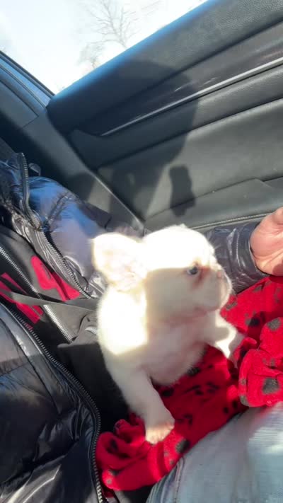 Pope, a male French Bulldog for sale in Bronx, NY – 4 of 8
