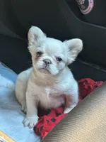 Pope, a male French Bulldog for sale in Bronx, NY – 7 of 8