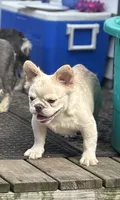 Pope, a male French Bulldog for sale in Bronx, NY – 6 of 8