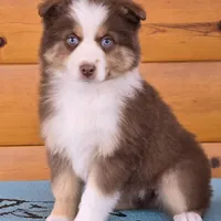 Touche x Rumor RTF1, a female Miniature American Shepherd for sale in Fairview, UT – Photo 4 of 8