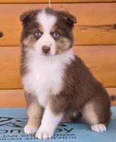 Touche x Rumor RTF1, a female Miniature American Shepherd for sale in Fairview, UT – Photo 4 of 8