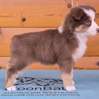 Touche x Rumor RTF1, a female Miniature American Shepherd for sale in Fairview, UT – Photo 7 of 8