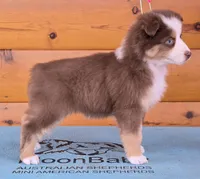 Touche x Rumor RTF1, a female Miniature American Shepherd for sale in Fairview, UT – Photo 7 of 8