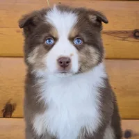 Touche x Rumor RTF1, a female Miniature American Shepherd for sale in Fairview, UT – Photo 8 of 8