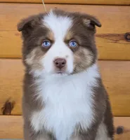 Touche x Rumor RTF1, a female Miniature American Shepherd for sale in Fairview, UT – Photo 8 of 8