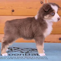 Touche x Rumor RTF1, a female Miniature American Shepherd for sale in Fairview, UT – Photo 5 of 8
