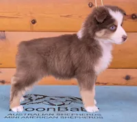 Touche x Rumor RTF1, a female Miniature American Shepherd for sale in Fairview, UT – Photo 5 of 8