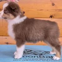 Touche x Rumor RTF1, a female Miniature American Shepherd for sale in Fairview, UT – Photo 1 of 8