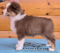 Touche x Rumor RTF1, a female Miniature American Shepherd for sale in Fairview, UT – Photo 1 of 8
