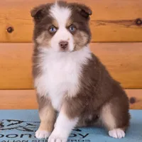 Touche x Rumor RTF1, a female Miniature American Shepherd for sale in Fairview, UT – Photo 6 of 8