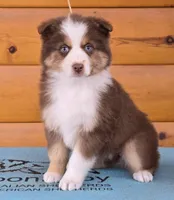 Touche x Rumor RTF1, a female Miniature American Shepherd for sale in Fairview, UT – Photo 6 of 8