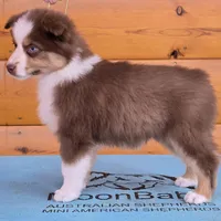Touche x Rumor RTF1, a female Miniature American Shepherd for sale in Fairview, UT – Photo 3 of 8