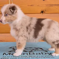 Touche x Rumor RMM, a male Miniature American Shepherd for sale in Fairview, UT – Photo 1 of 4