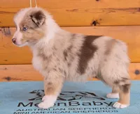 Touche x Rumor RMM, a male Miniature American Shepherd for sale in Fairview, UT – Photo 1 of 4