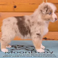 Touche x Rumor RMM, a male Miniature American Shepherd for sale in Fairview, UT – Photo 2 of 4