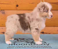 Touche x Rumor RMM, a male Miniature American Shepherd for sale in Fairview, UT – Photo 2 of 4