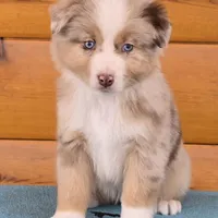 Touche x Rumor RMM, a male Miniature American Shepherd for sale in Fairview, UT – Photo 3 of 4