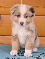 Touche x Rumor RMM, a male Miniature American Shepherd for sale in Fairview, UT – Photo 3 of 4