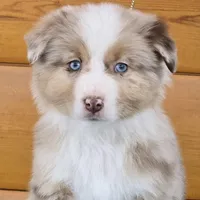 Touche x Rumor RMM, a male Miniature American Shepherd for sale in Fairview, UT – Photo 4 of 4