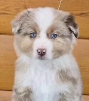Touche x Rumor RMM, a male Miniature American Shepherd for sale in Fairview, UT – Photo 4 of 4