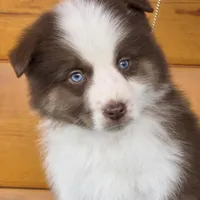 Touche x Rumor RTM, a male Miniature American Shepherd for sale in Fairview, UT – Photo 2 of 4