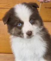 Touche x Rumor RTM, a male Miniature American Shepherd for sale in Fairview, UT – Photo 2 of 4