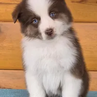 Touche x Rumor RTM, a male Miniature American Shepherd for sale in Fairview, UT – Photo 4 of 4