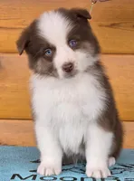 Touche x Rumor RTM, a male Miniature American Shepherd for sale in Fairview, UT – Photo 4 of 4