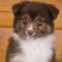 Touche x Rumor RTF2, a female Miniature American Shepherd for sale in Fairview, UT – Photo 4 of 4