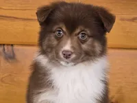 Touche x Rumor RTF2, a female Miniature American Shepherd for sale in Fairview, UT – Photo 4 of 4