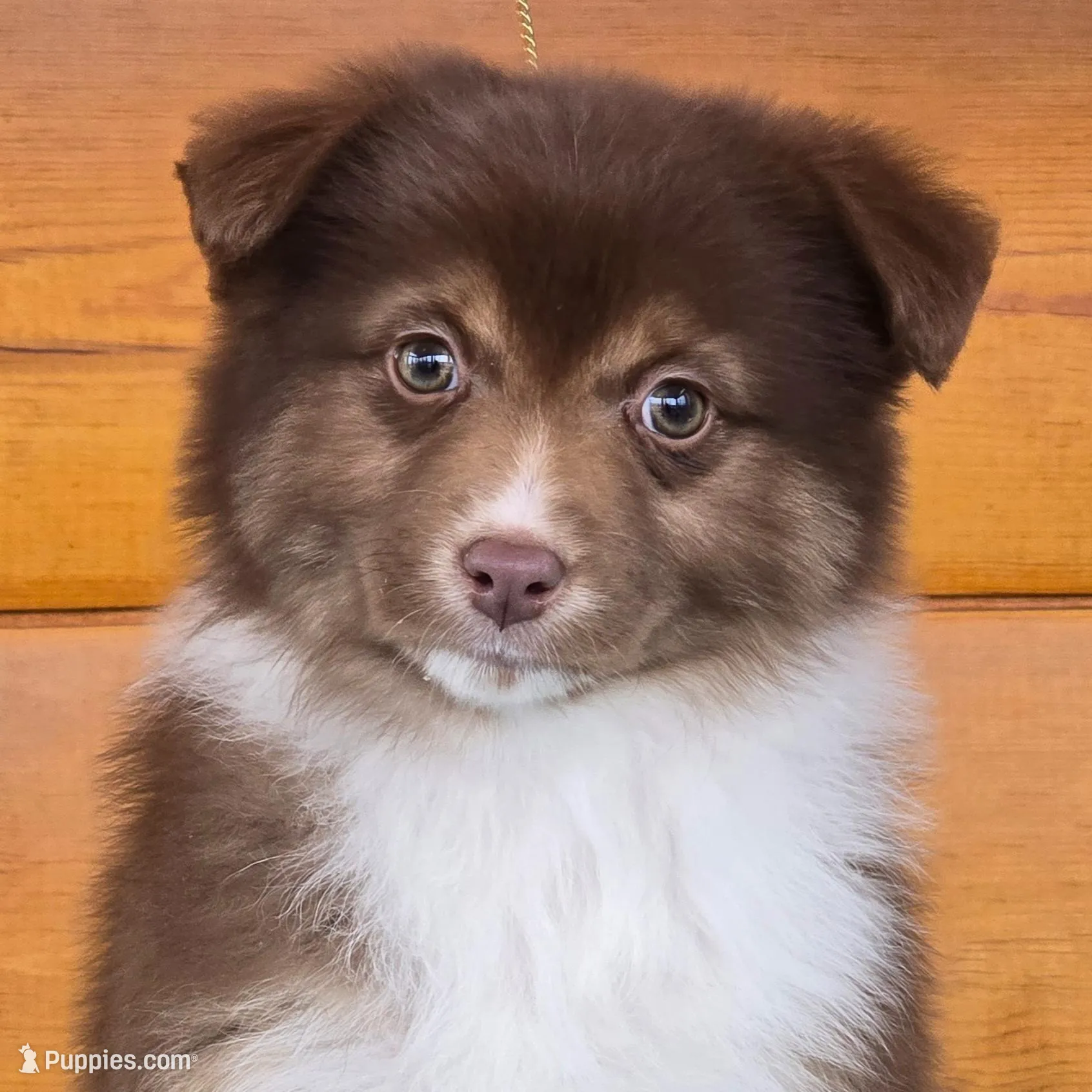 Touche x Rumor RTF2, a female Miniature American Shepherd for sale in Fairview, UT – Photo 3 of 4