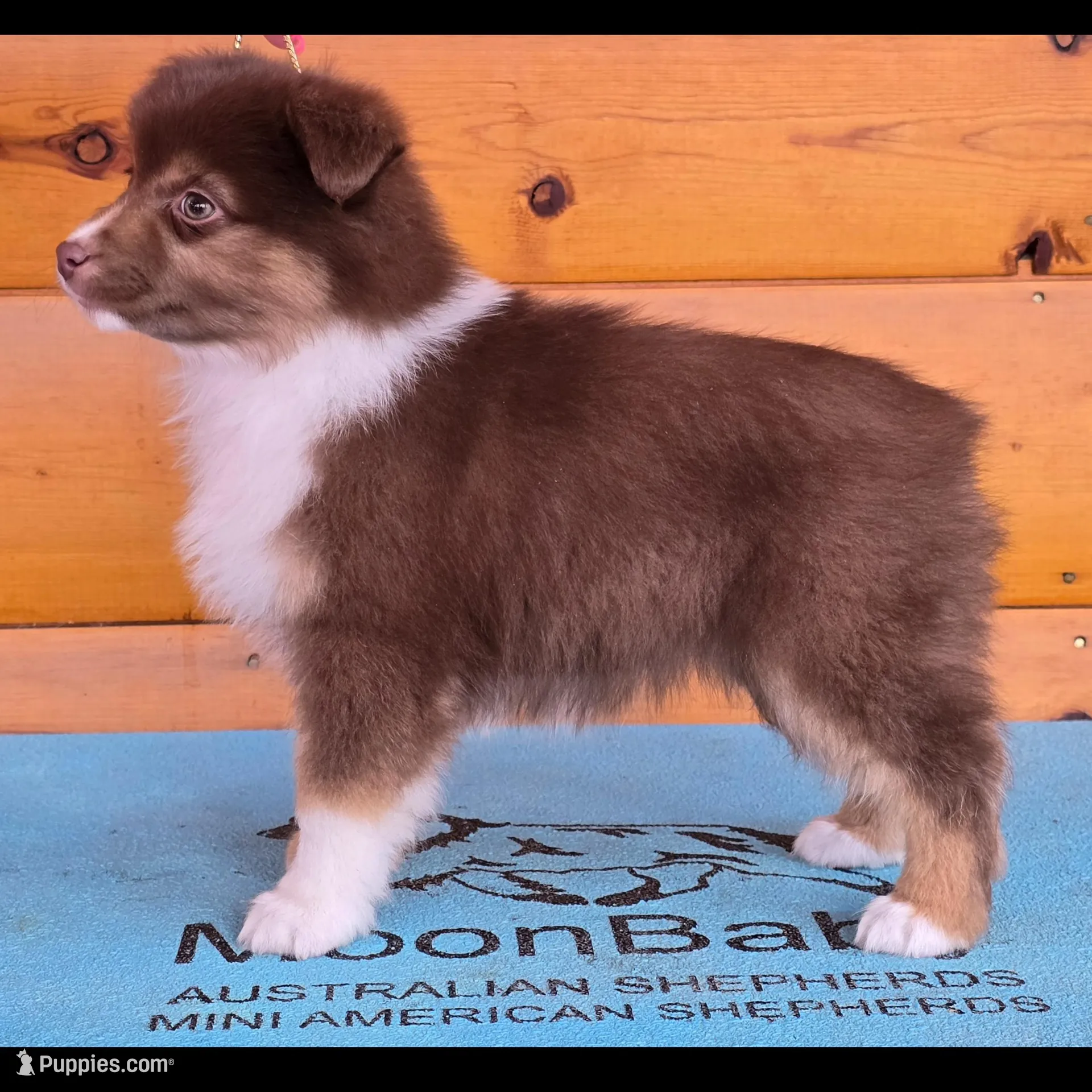 Touche x Rumor RTF2, a female Miniature American Shepherd for sale in Fairview, UT – Photo 2 of 4