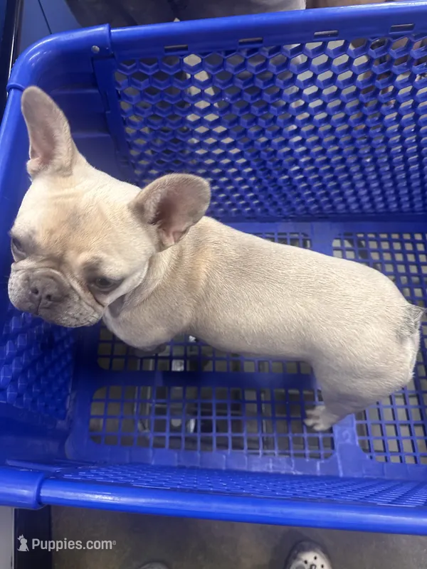 Winter – French Bulldog puppy for sale in Murrieta, CA