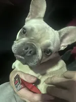 Winter, a female French Bulldog for sale in Murrieta, CA – 2 of 2