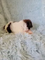Bandent, a male Shih Tzu for sale in Morgantown, KY – 3 of 6