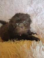 Avia, a female Shih Tzu for sale in Morgantown, KY – 2 of 10