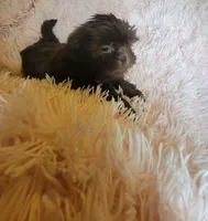 Avia, a female Shih Tzu for sale in Morgantown, KY – 5 of 10