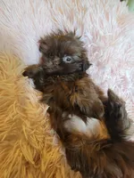 Annie, a female Shih Tzu for sale in Morgantown, KY – 6 of 10